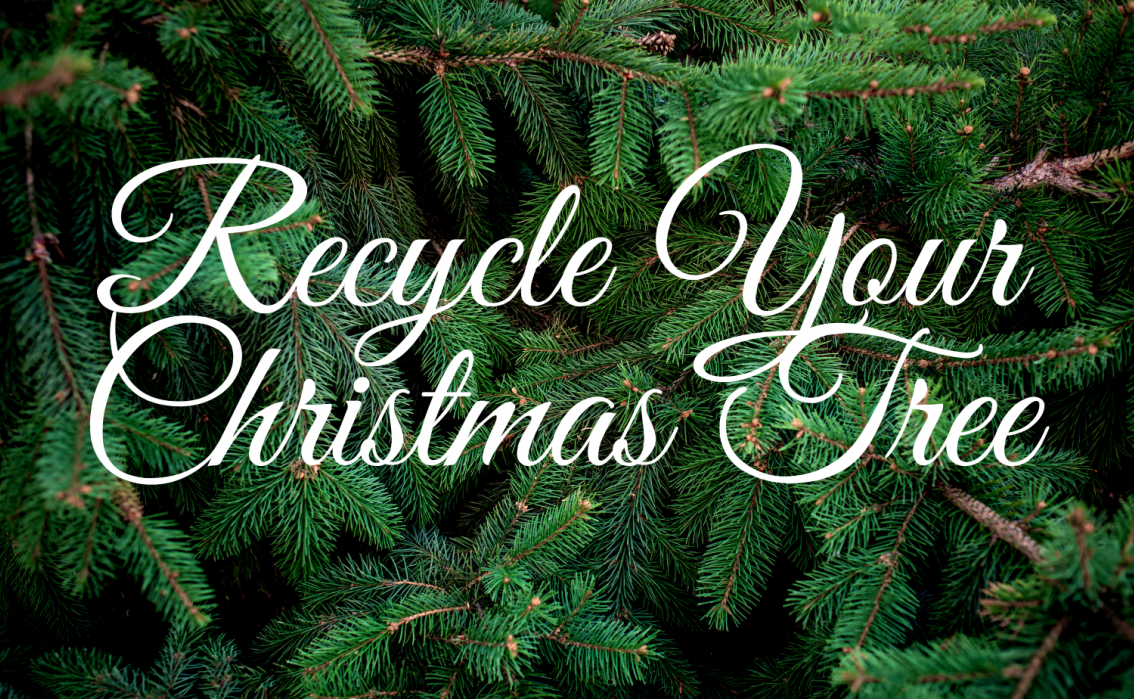 Evergreen tree with the words Recycle Your Christmas Tree displayed